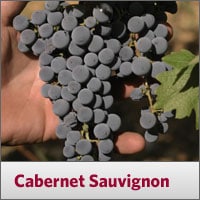 Cabernet Sauvignon
