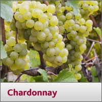 Chardonnay
