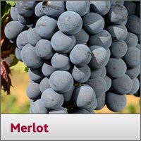 Merlot