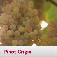 Pinot Grigio