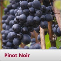 Pinot Noir