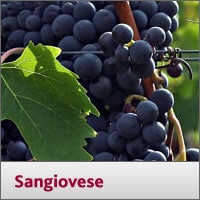 Sangiovese