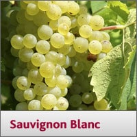 Sauvignon Blanc