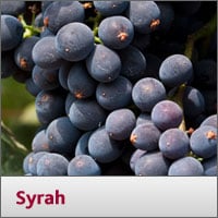 Syrah/Shiraz
