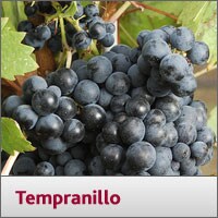 Tempranillo