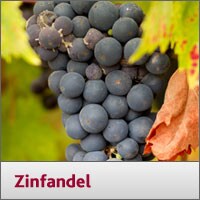 Zinfandel