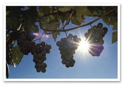 Grape Varieties